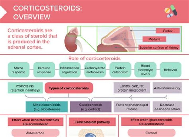 What do adrenal steroids do