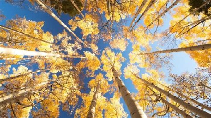 What do aspen trees eat