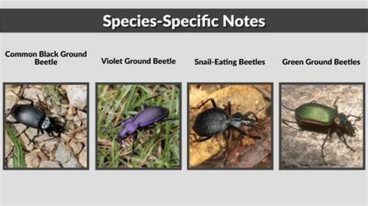What do big headed ground beetles eat