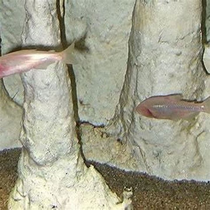 What do blind cave fish eat