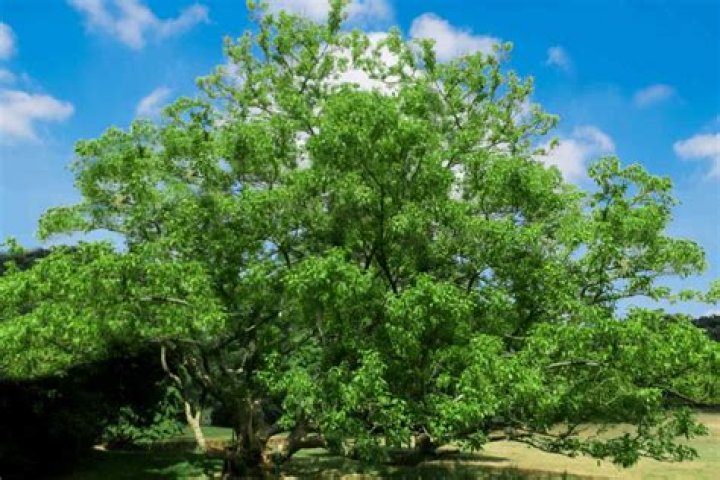 What do box elder trees look like