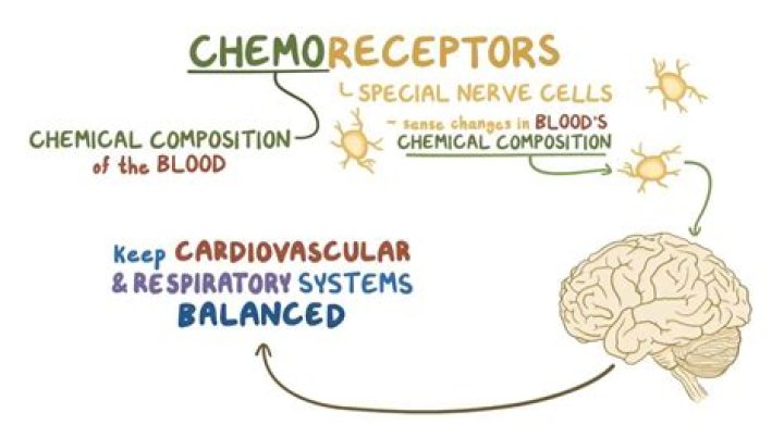What do Chemoreceptors detect