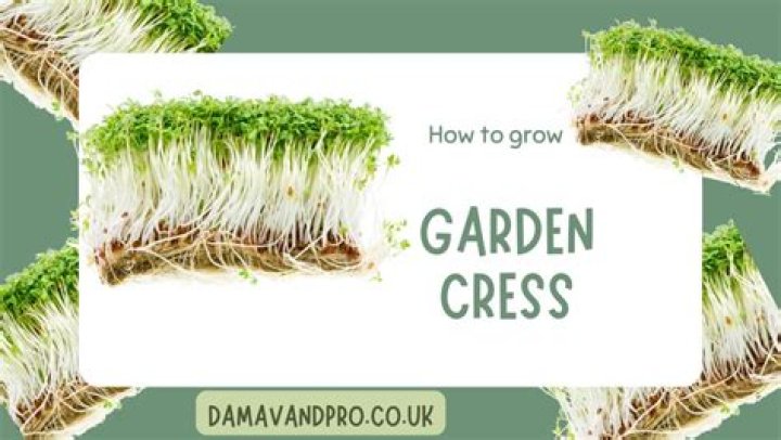 What do cress seeds need to grow