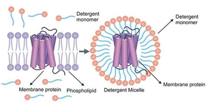 What do detergents do to proteins