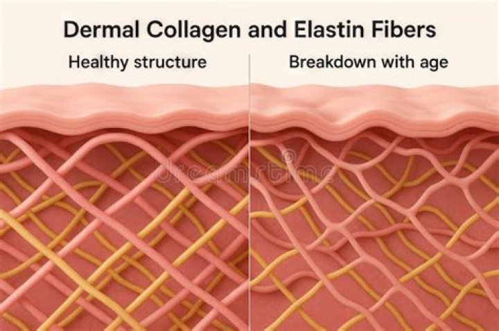 What do elastin and collagen have in common