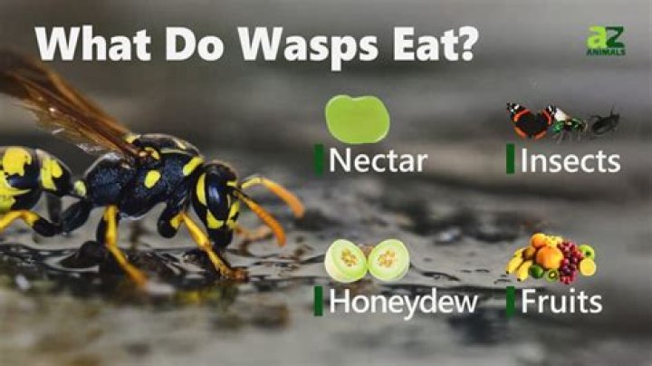 What do gall wasps eat