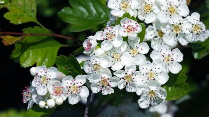 What do hawthorn flowers look like