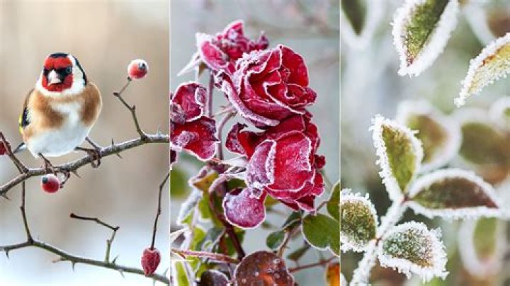 What do I do with roses in the winter
