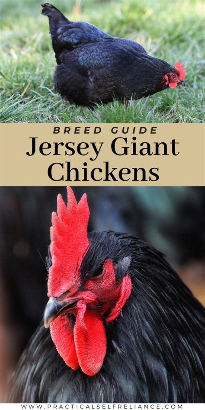 What do Jersey Giant chickens look like