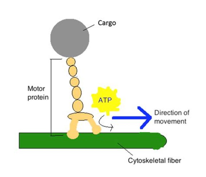 What do motor proteins bind to