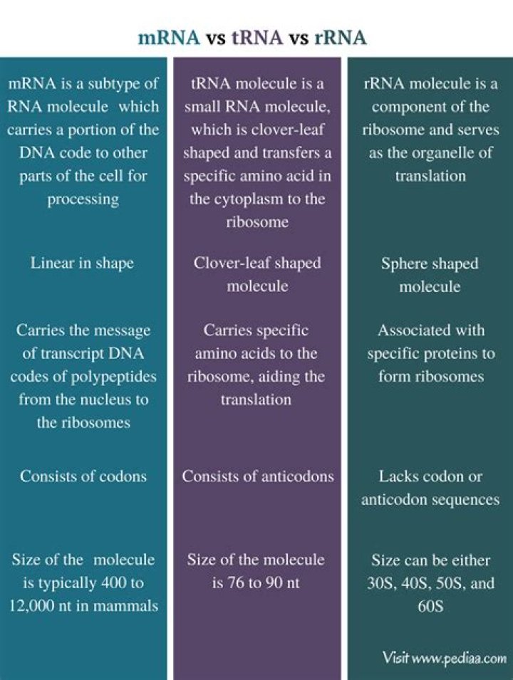 What do mRNA tRNA and rRNA have in common
