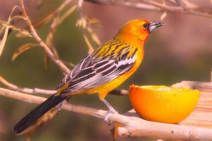 What do Orioles eat in the wild