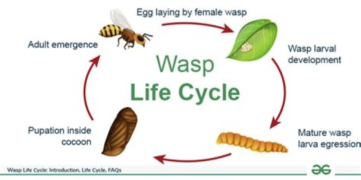 What do parasitic wasps do