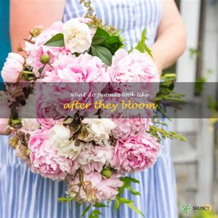 What do peonies look like after they bloom