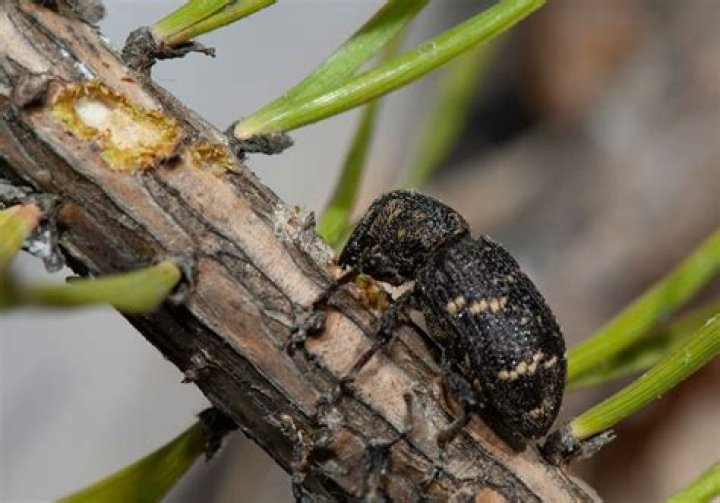 What do pine bark beetles eat