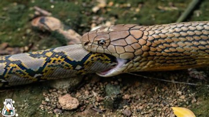 What do Pond snakes eat