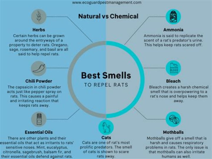 What do rats smell like in the house