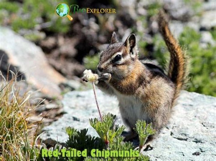 What do red tailed chipmunks eat