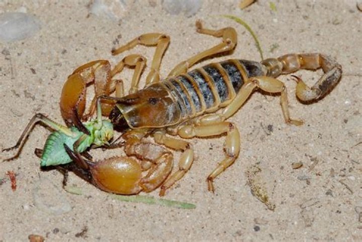 What do Southern devil scorpions eat