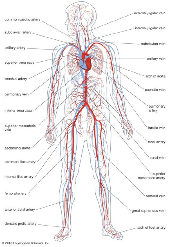 What do the portal vessels do in the circulatory system