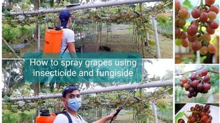 What do they spray on grapes
