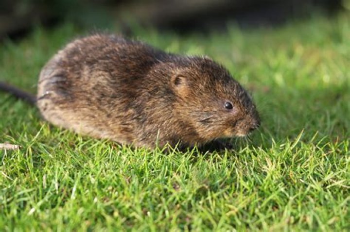 What do voles look like