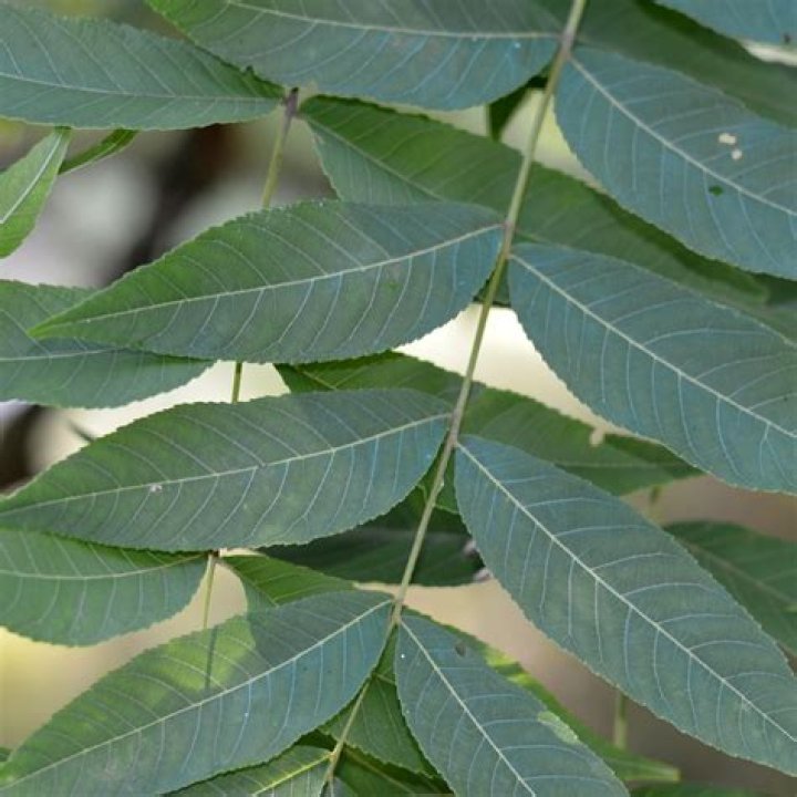 What do walnut tree leaves look like