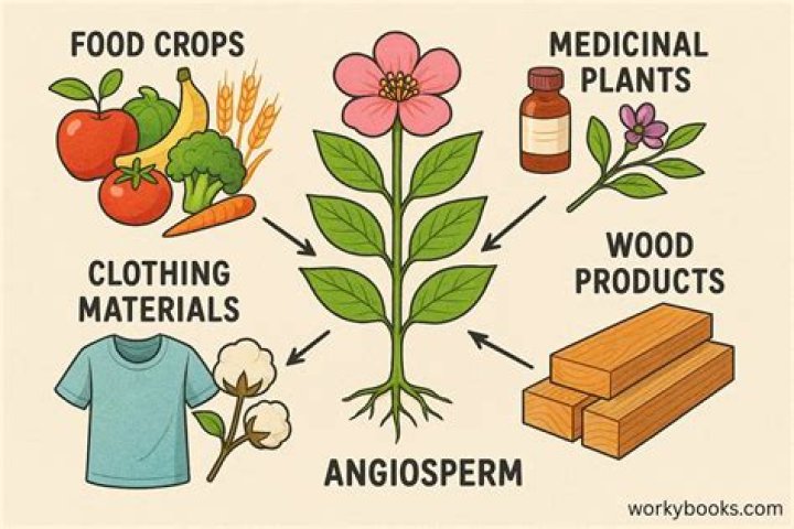 What do we use angiosperms for
