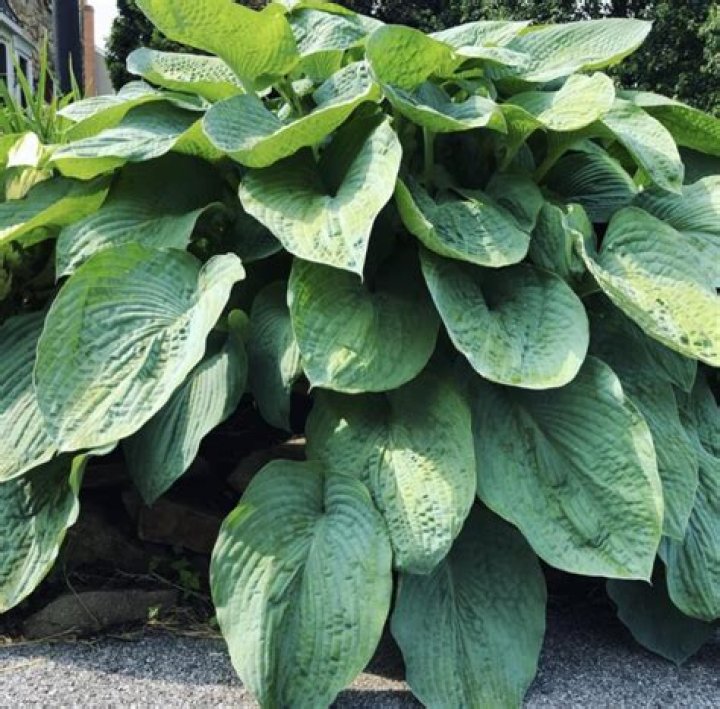 What do you call a plant that comes back every year