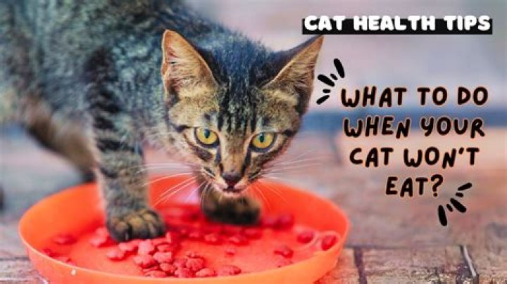 What do you do when an old cat wont eat
