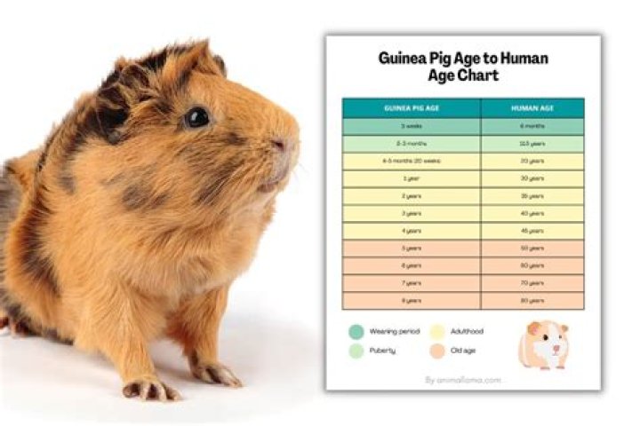 What do you do when your guinea pig has babies