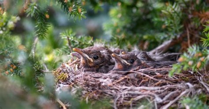 What do you do with a baby bird that fell out of its nest