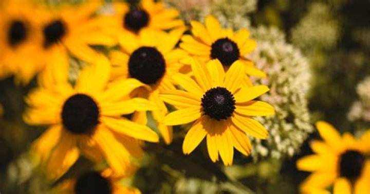 What do you do with Black Eyed Susans in the fall