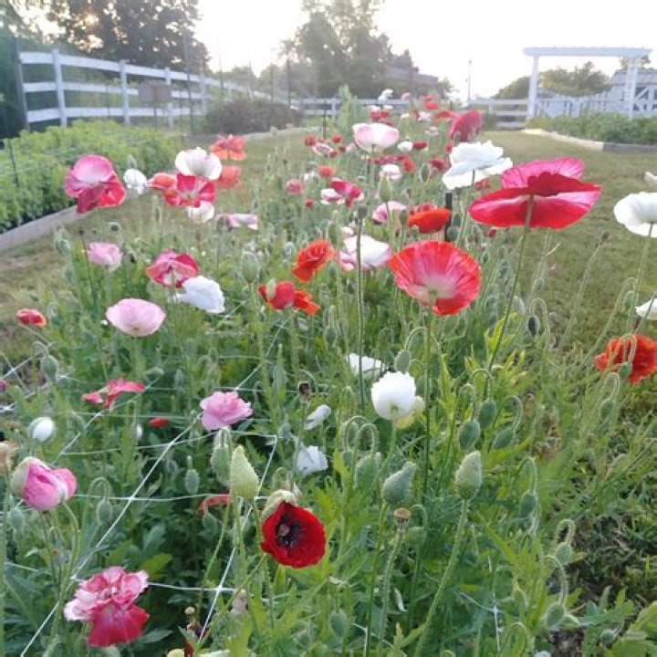 What do you do with poppies when they have finished flowering