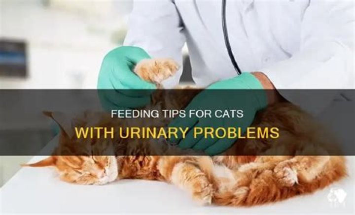 What do you feed a cat with urinary problems