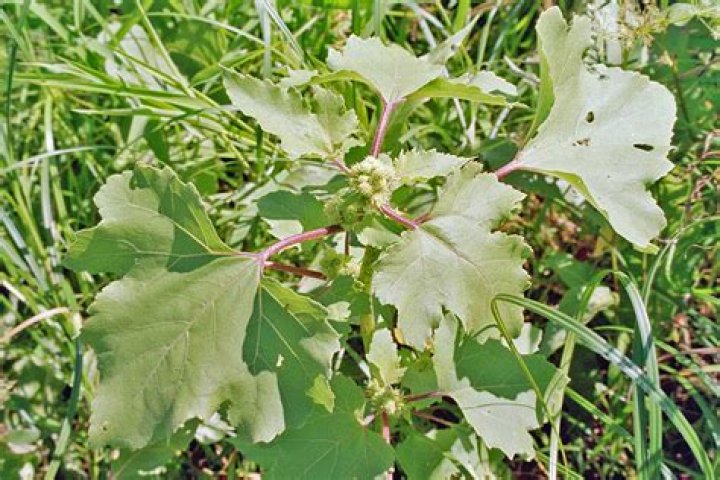 What does a cocklebur plant look like