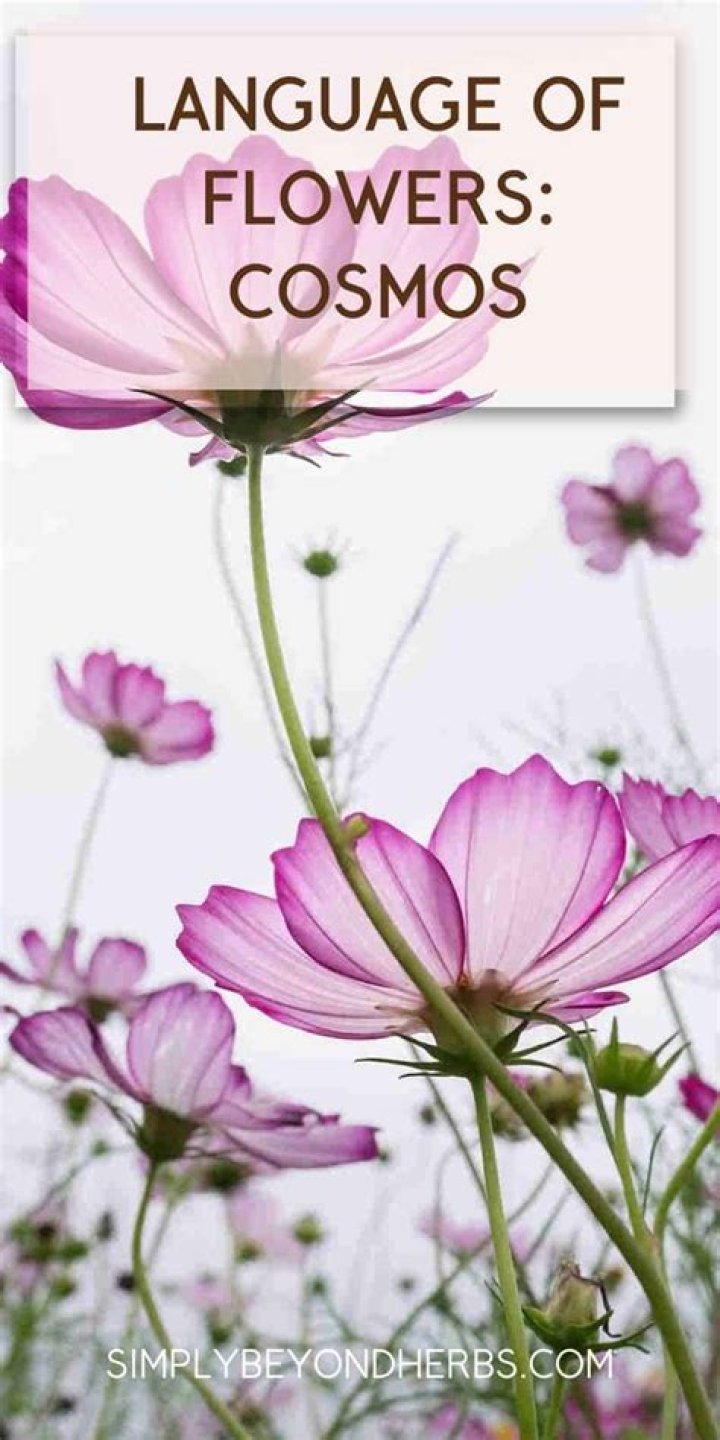 What does a cosmos flower mean