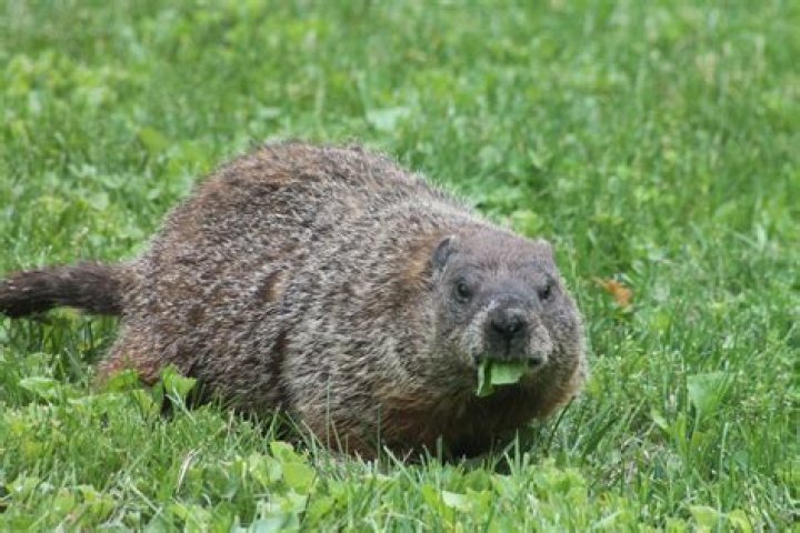 What does a groundhog look like