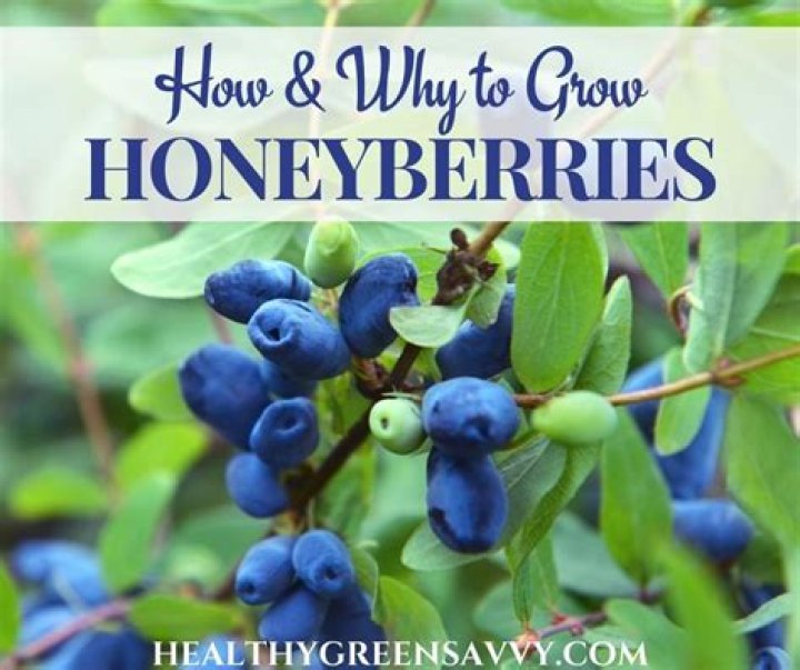 What does a haskap berry taste like