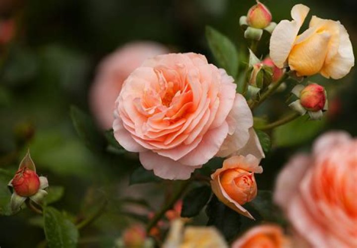 What does a hybrid tea rose look like