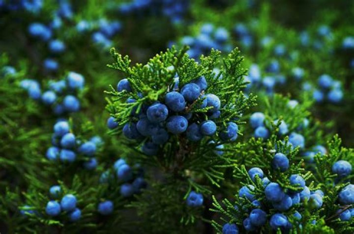 What does a juniper berry bush look like