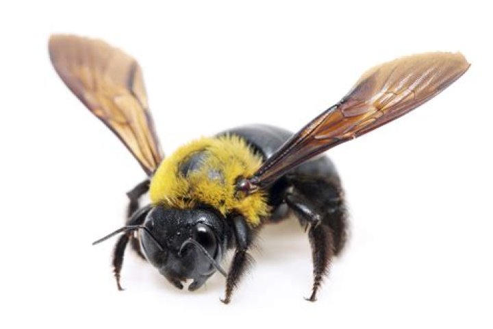 What does a male carpenter bee look like
