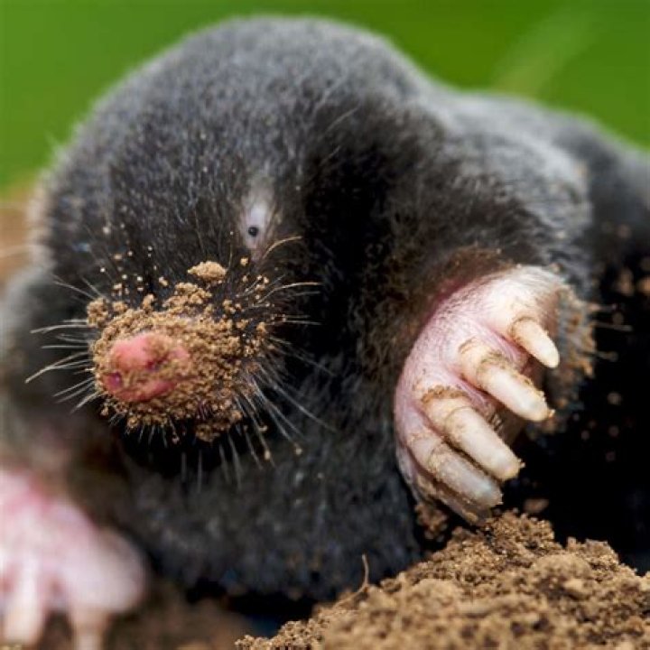 What does a mole live in