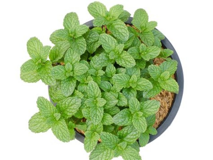 What does a peppermint plant repel