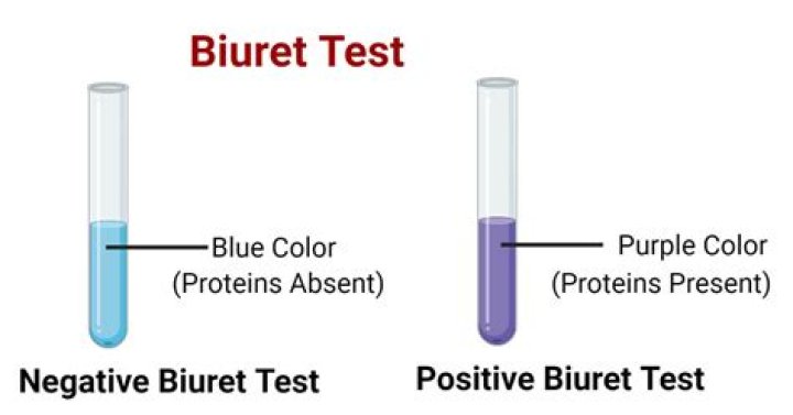 What does a positive biuret test look like