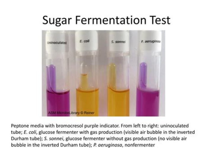 What does a positive glucose fermentation test mean