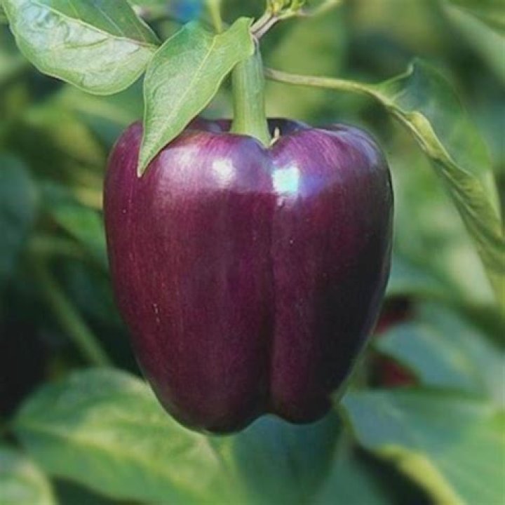 What does a purple bell pepper taste like