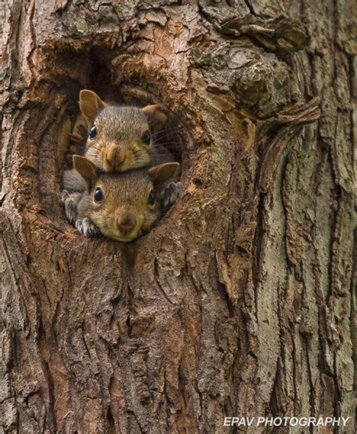 What does a squirrels drey look like