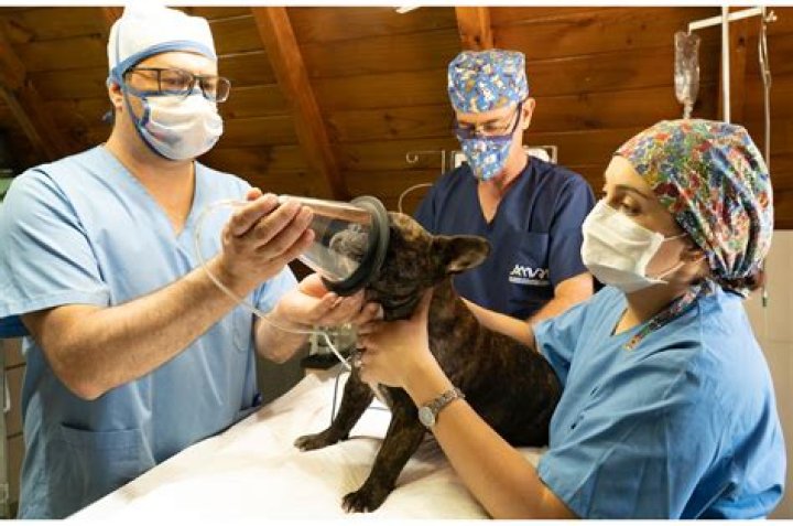 What does a vet tech do at a zoo
