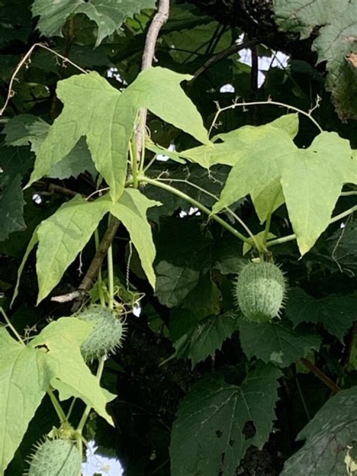 What does a wild cucumber plant look like